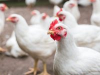 apa-yang-membuat-ayam-broiler-cepat-besar-edited